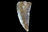 Raptor Tooth - Real Dinosaur Tooth #90010-1